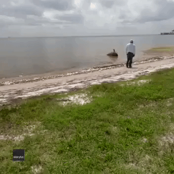 Massive Specimen Removed From Beach as Tons of Dead Fish Wash Up on Florida Coastline