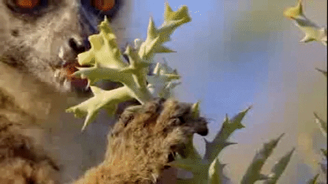 Wildlife gif. Lemur is holding a spiky plant in their paws and they gently gnaw at the leaf.