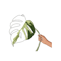 Plant Sticker by Monstera Mania