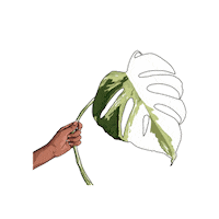 Plant Plantlovers Sticker by Monstera Mania