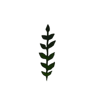 Julia_Ili summer green spring plant Sticker