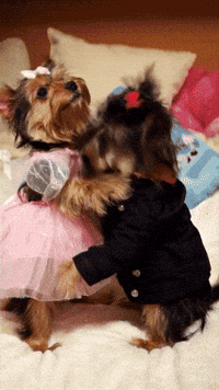 Dogs Perros GIF
