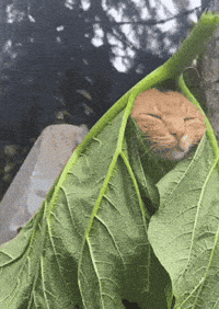 Cat Chilling GIF