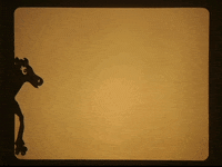 falenabalena sports cute horse trip GIF