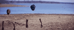 mom + pop music GIF by Mutual Benefit