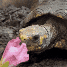 JohnBallZooGR food pink flower eating GIF