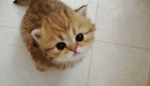 kitten somebody GIF