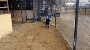 Adopt Best Friends GIF by Best Friends Animal Society