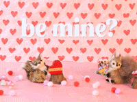 Valentines Day Love GIF by Stephanie