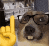 Smart Dog GIF