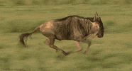 great migrations wildebeest GIF by Head Like an Orange