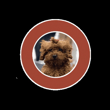 larisa-love dog mishka larisa love GIF