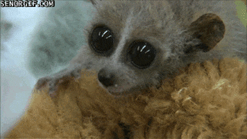 snacks lemurs GIF by Cheezburger