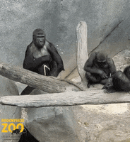 BrookfieldZoo gross ew gorilla nasty GIF