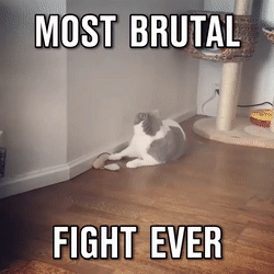 cat fight GIF