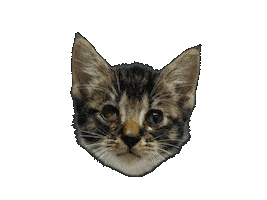 Cat Wagging Sticker by Marcel Katz / The Art Plug