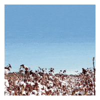 Bayer Biotec GIF by Bollgard