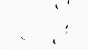 Black And White Birds GIF by Gunna