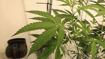 Plant Grow GIF by Exclusive Brands