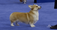 national dog show 2018 GIF by NBC