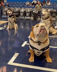 GIF by Butler University