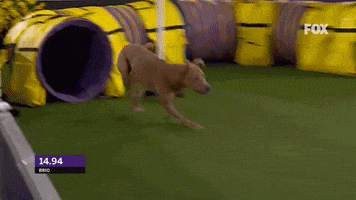 Westminster Dog Show Jump GIF by Westminster Kennel Club