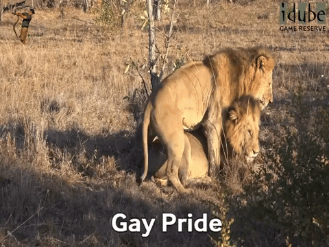 vinodsamaleti giphygifmaker lions mating gay pride GIF