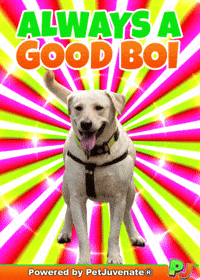 Good Boi GIF by PetJuvenate - PJ