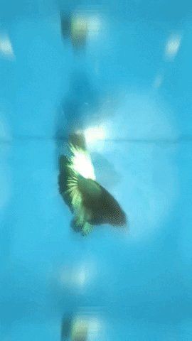 Betta Bettafish GIF by eluniversodelospeces