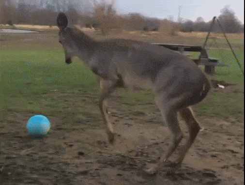 deer plays ball GIF