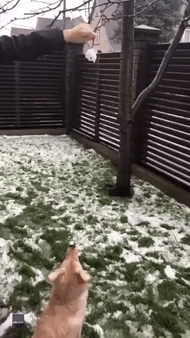 Fetch the Snowball – Determined Dog Has Eyes on the Prize