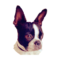 boston terrior STICKER by imoji