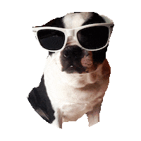 sunglasses boston terrior STICKER by imoji