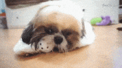 shih tzu dog GIF