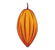 Chocolate Cacao Sticker by Altromercato