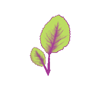 DerVeganeFlammkuchen vegan leaf blatt flammkuchen Sticker