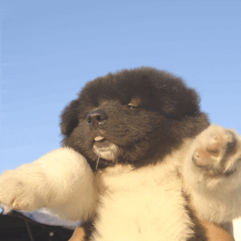 Lion King Cute Dog GIF by Dr. U Hair and Skin Clinic