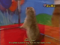 Meme gif. Vintage Japanese infomercial video of a prairie dog standing up in a clear case, who turns around suddenly to face us. Overlaid text reads "O rly?"