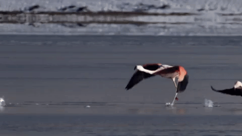 symphony for our world GIF by Nat Geo Wild 