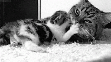 Cat Sleeping GIF