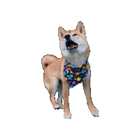 Shiba Inu Sticker by Geekster Pets