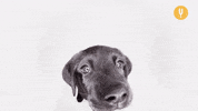 Dog Puppy GIF by CuriosityStream