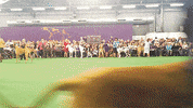 dog GIF by Westminster Kennel Club