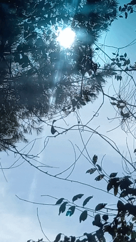 Simongip giphygifmaker GIF