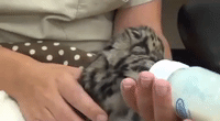 Endangered Clouded Leopard Born at Tampa Zoo