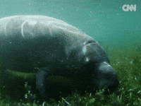 Blue Carbon GIF by CNN