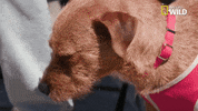 pupparazzi puppy potty face GIF by Nat Geo Wild