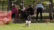 pupparazzi puppy potty face GIF by Nat Geo Wild