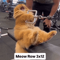 Gymmotivation Gymhumor GIF
