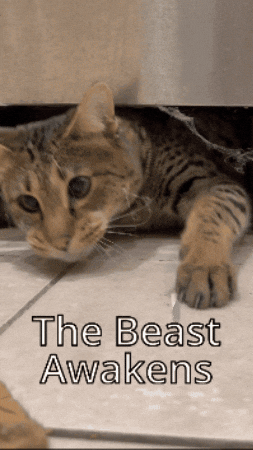 Stalking Wild Cat GIF